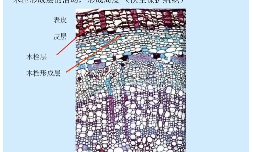 蕲艾的功效与作用图片网 | 蕲艾的药用价值,蕲艾香的功效与作用